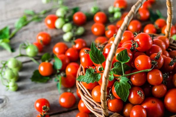 تصویر 4 از خرید و قیمت گوجه گیلاسی قرمز + فروش عمده
